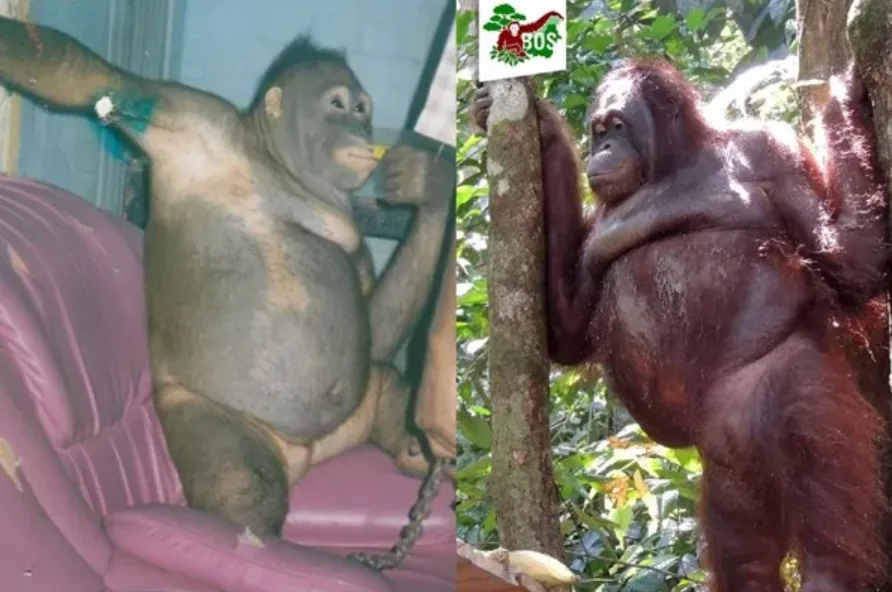 Borneo Orangutan Survival Foundation