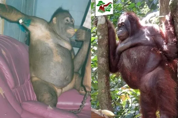 Borneo Orangutan Survival Foundation
