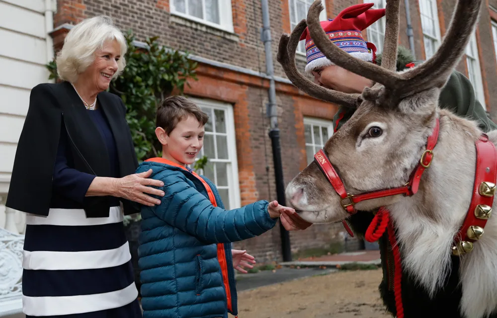 camilla parker bowles feed reindeer