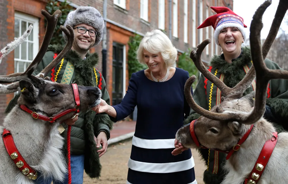 Camilla Parker-Bowles fed reindeer as part of the Clarence House Christmas celebrations.