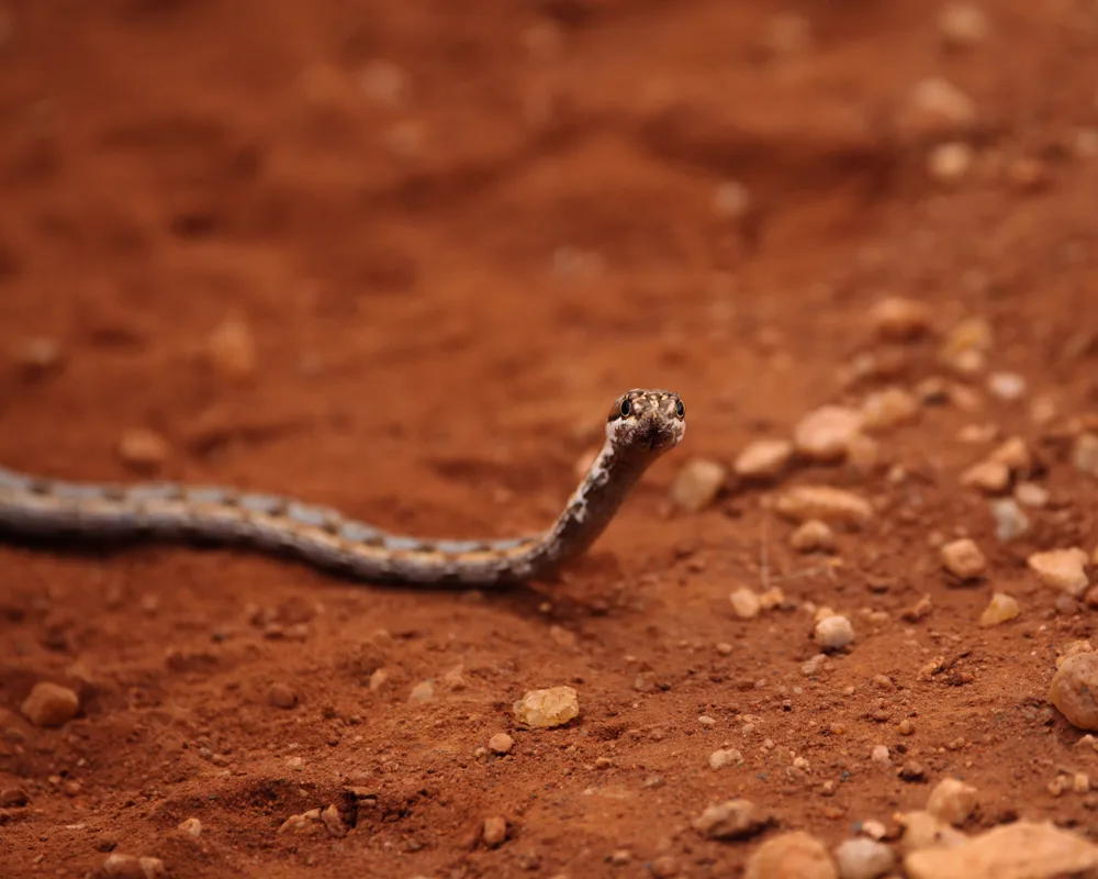 snake in dessert