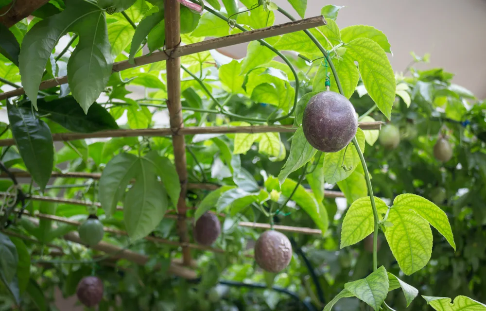 passionfruit vines