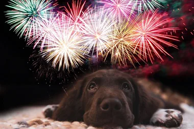 How to take care of pets during fireworks