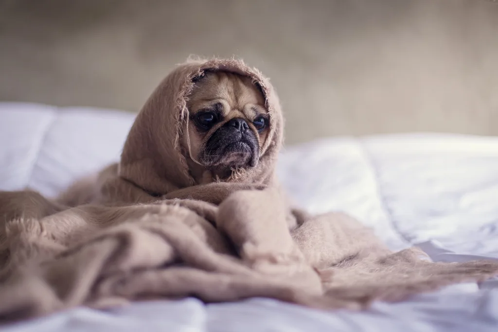 Pug wrapped up in a blanket