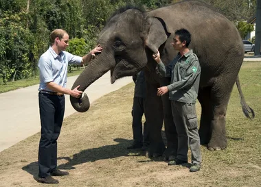 Prince William feeding an elephant
