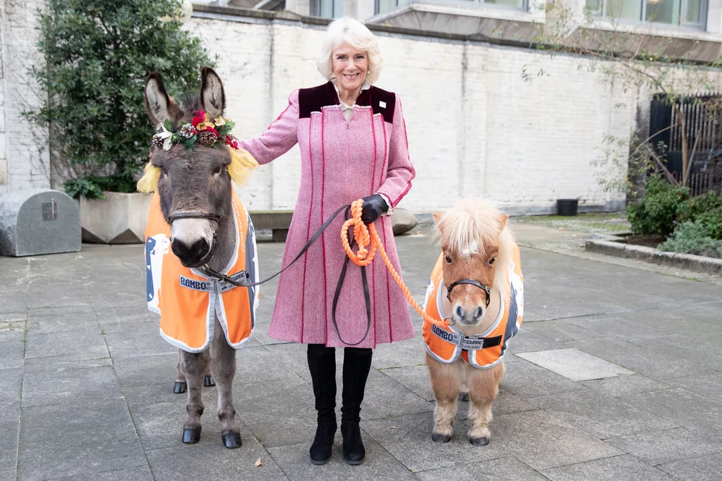 Camilla Duchess of Cornwall with Shetland Ponies
