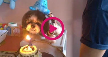WATCH: Talented dog blows out candle on cake for his birthday