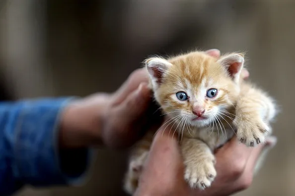 cat