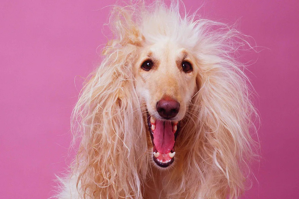 Fluffy dog