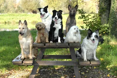 dogs