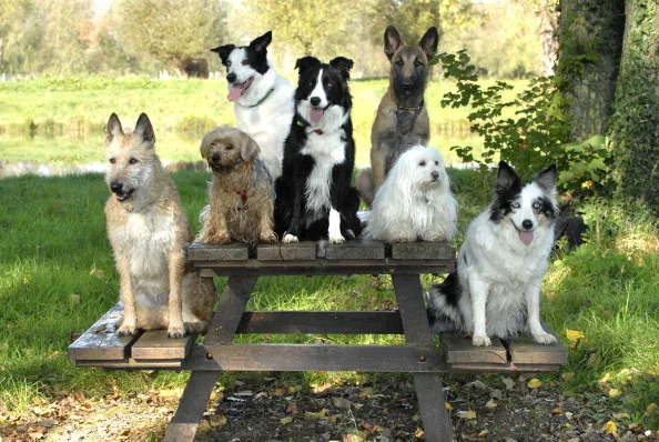 dogs