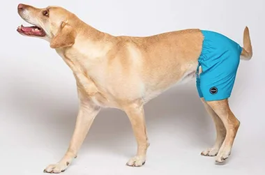 You can now buy SWIM SHORTS for your dog!