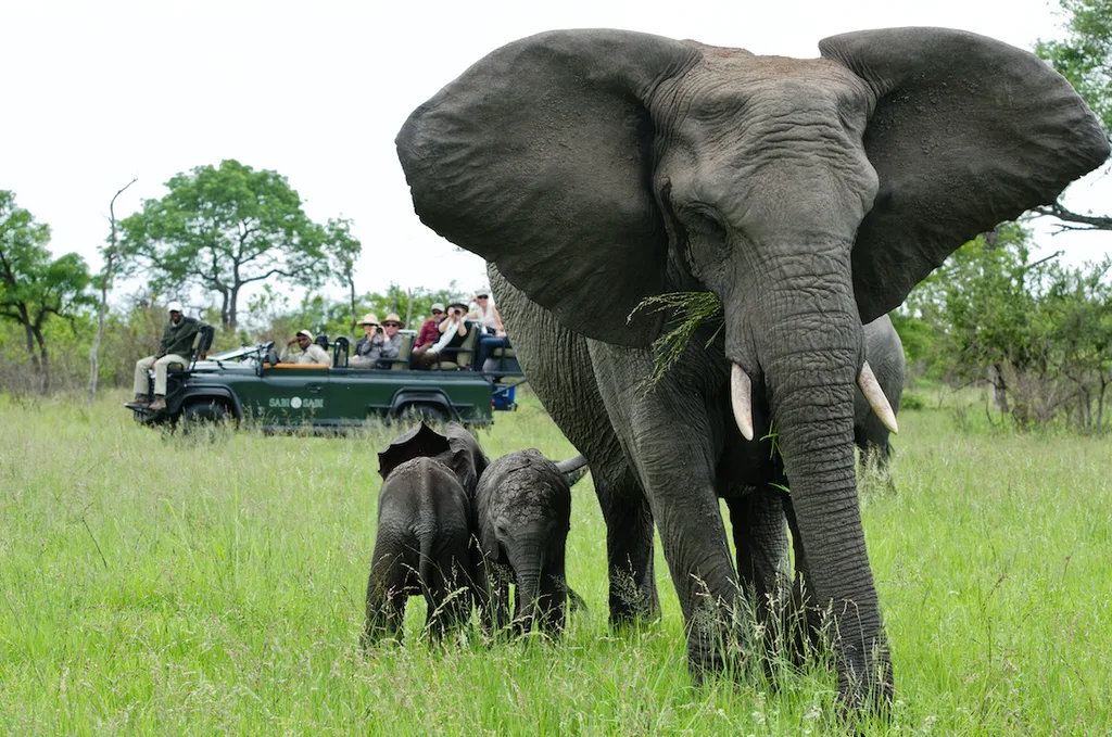 On safari at Sabi Sabi