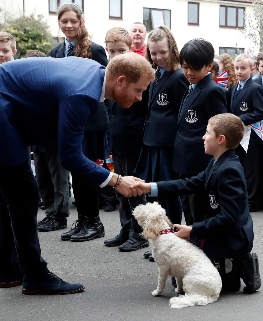 prince harry plays with puppy