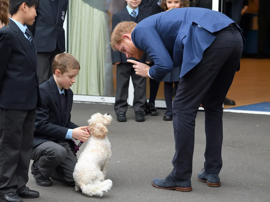prince harry plays with puppy
