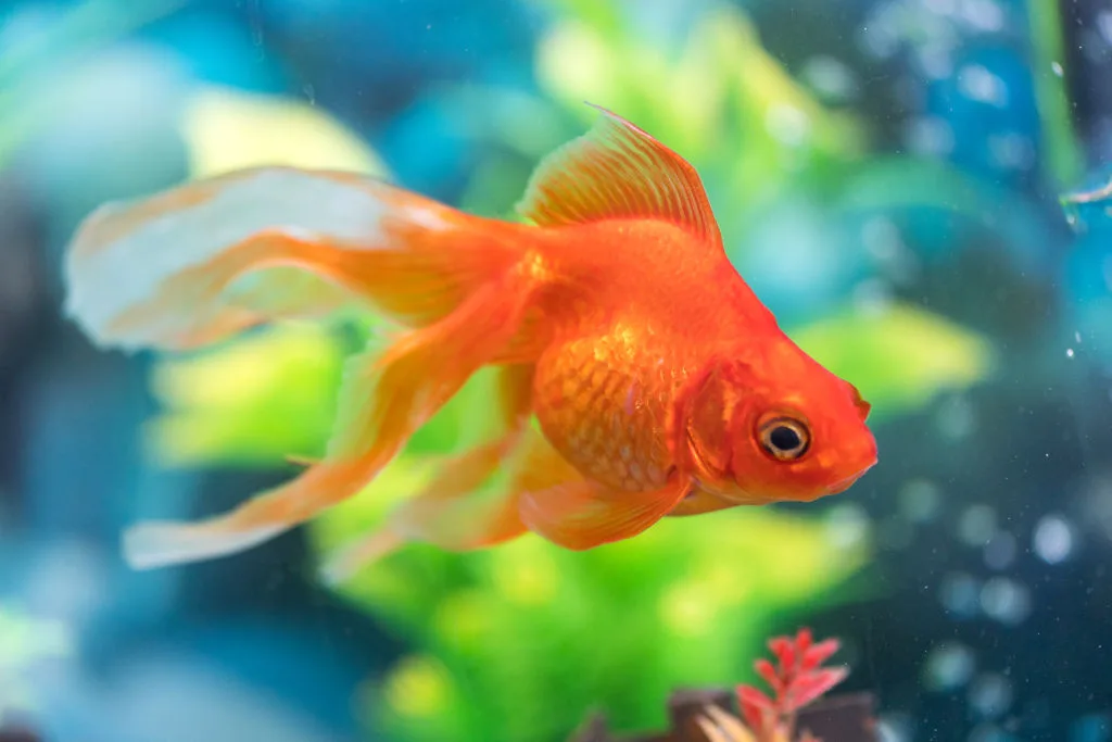 Fish