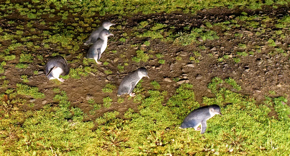 Best wildlife adventures for families