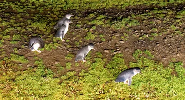 Best wildlife adventures for families