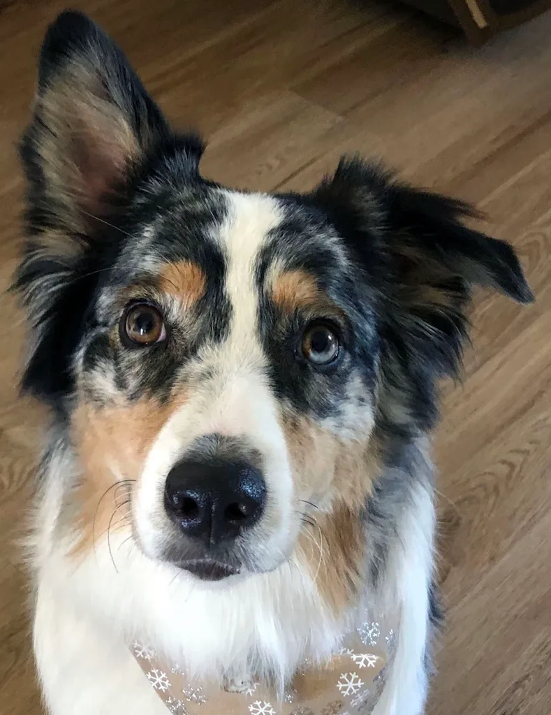 Dog lover tattoo fail in Bali