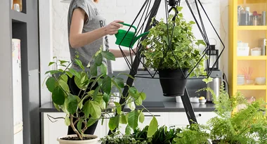 The best indoor hanging plants for the home
