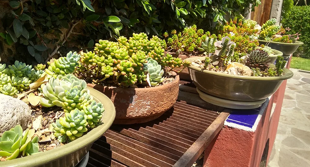 Gardening made easy – make a dish garden