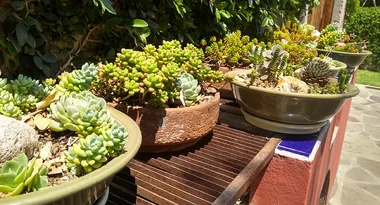 Gardening made easy – make a dish garden