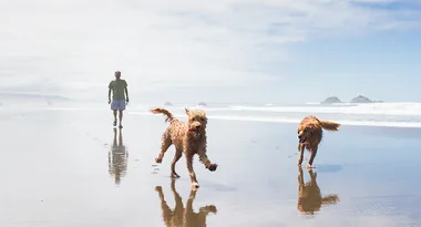 The ultimate pet friendly holidays