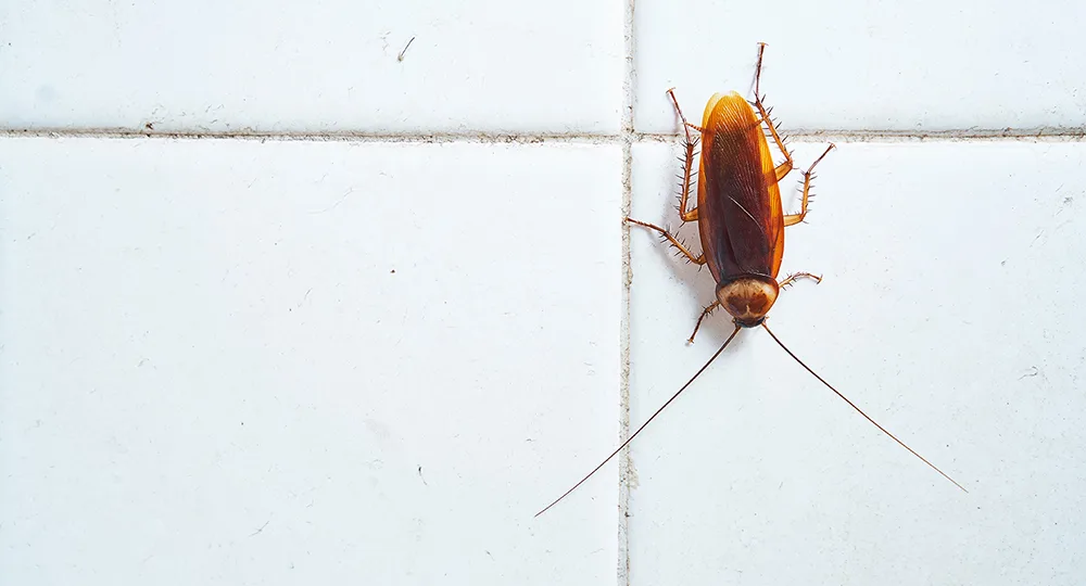 NO MORE NASTY PESTICIDES make your own natural cockroach killer