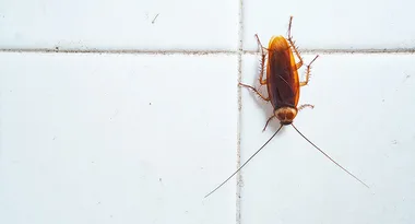 NO MORE NASTY PESTICIDES make your own natural cockroach killer