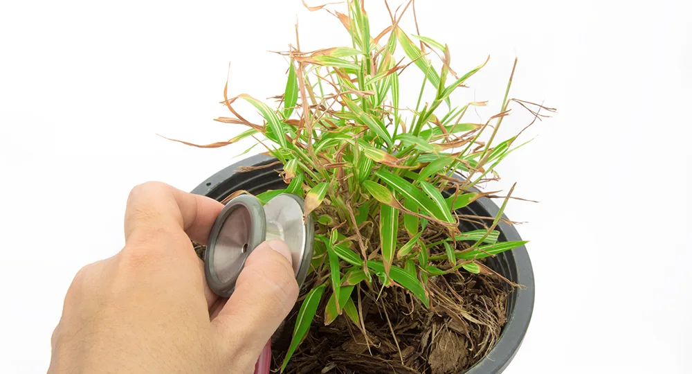 How to cure five common indoor plant problems