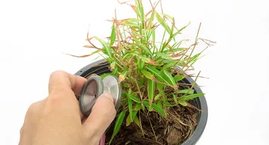 How to cure five common indoor plant problems