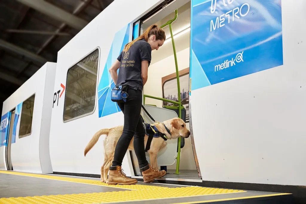 Seeing Eye Dog