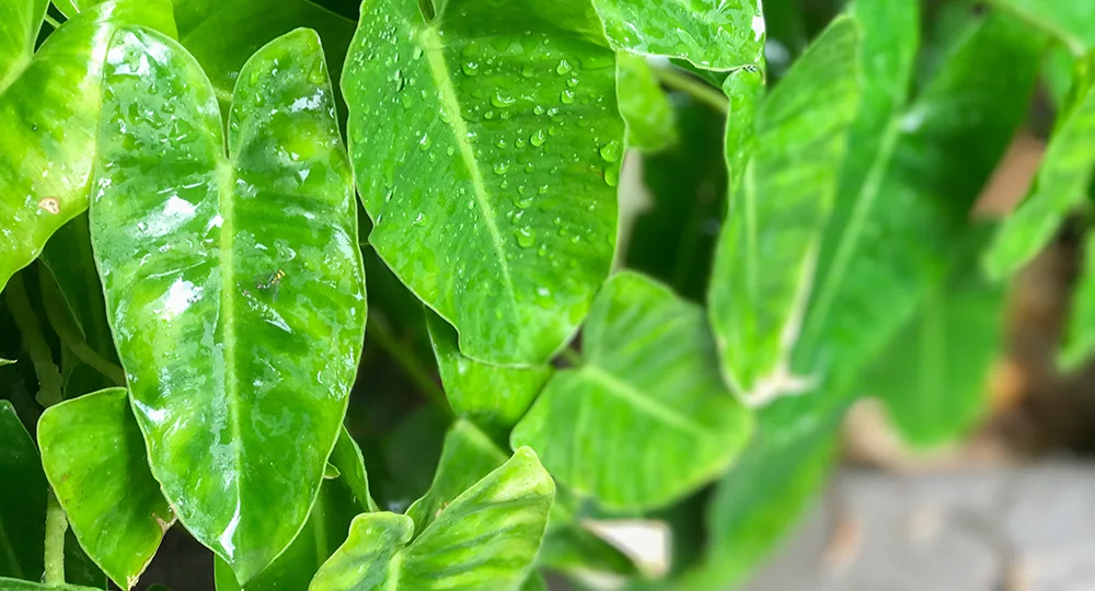 Indestructible indoor plants even the laziest gardener can’t kill