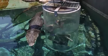 WATCH: You can now dive with deadly crocodiles in the Northern Territory
