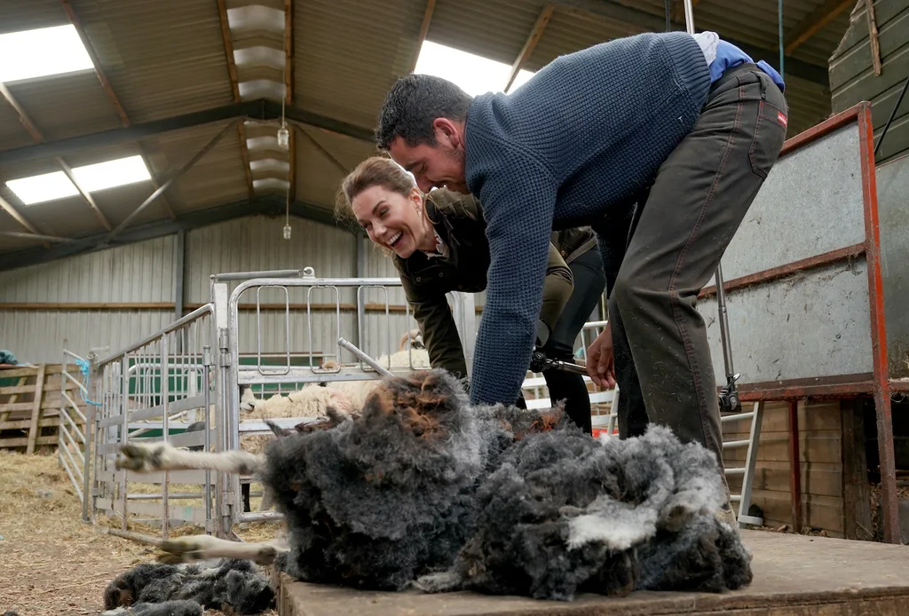 kate shearing sheep