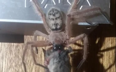 HORROR as giant huntsman spider devours possum