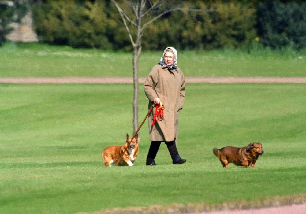 queen dog walking 1994