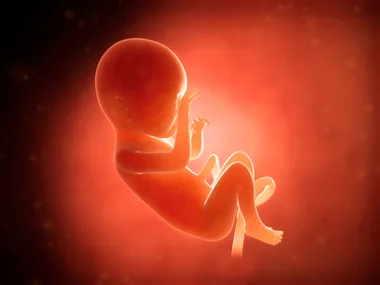 Fetus in the womb