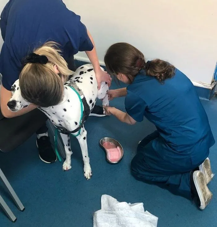 Colin shared images of vets working on his dogs