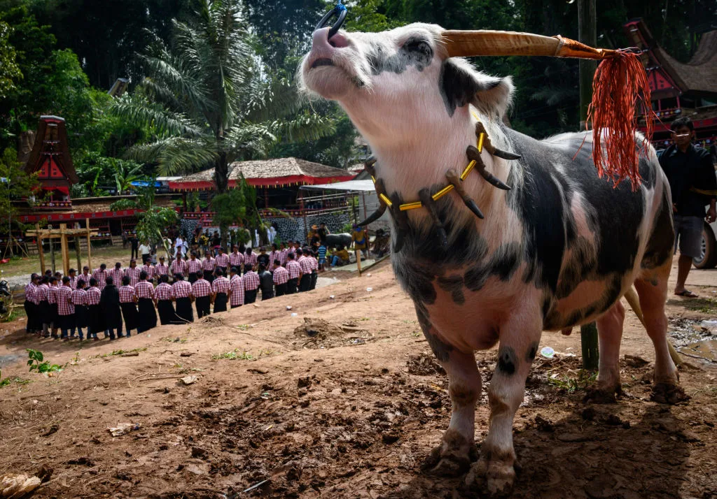 An Indonesian village performing a ma'badong dance
