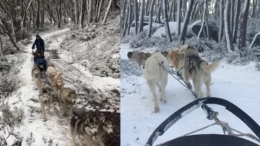 Howling Huskies: Mount Baw Baw sled dog tour