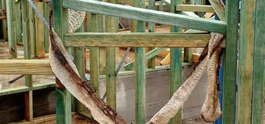 Huge boa constrictor ‘on the loose’ in Sydney suburb