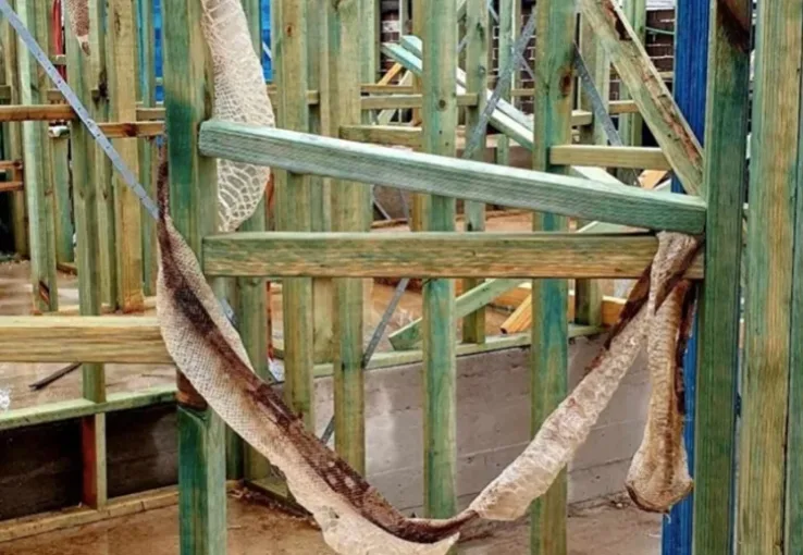 Snake on the loose in Sydney's south west