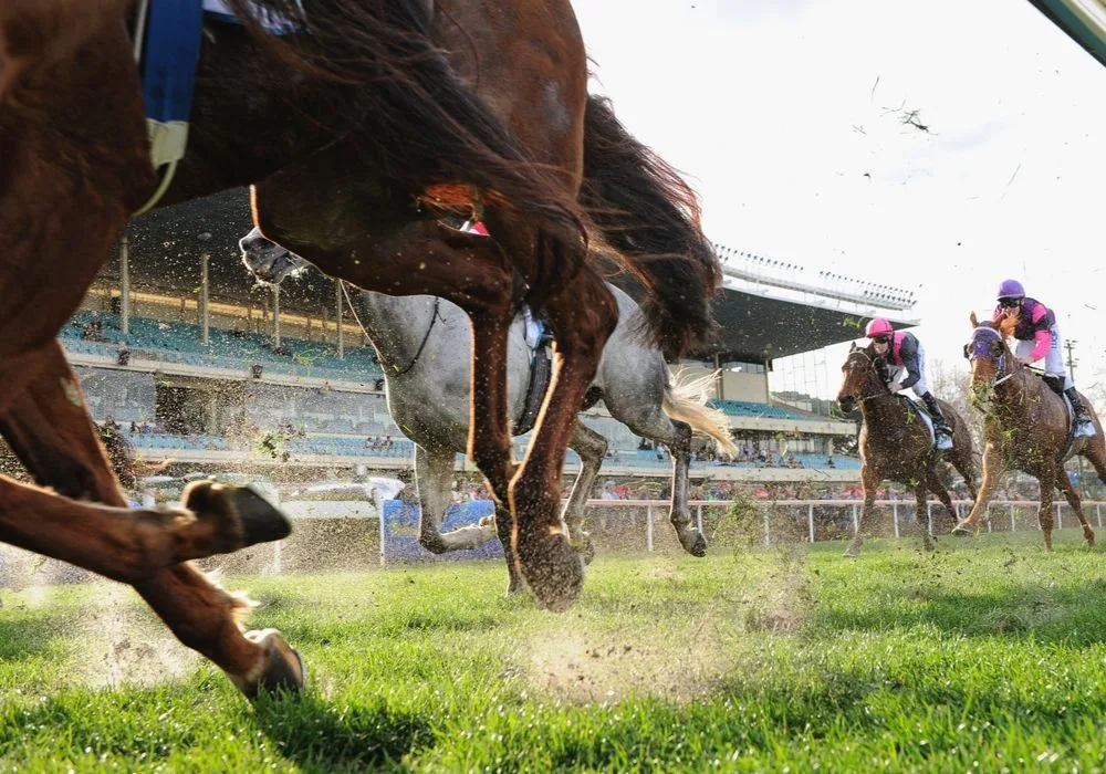 horse race