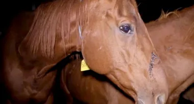 Aussie racehorse slaughter leaves TV viewers stunned
