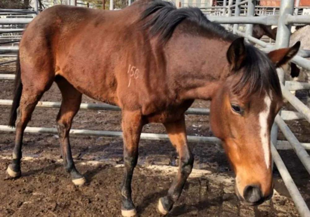 abc racehorse slaughter