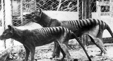 tasmaniantiger