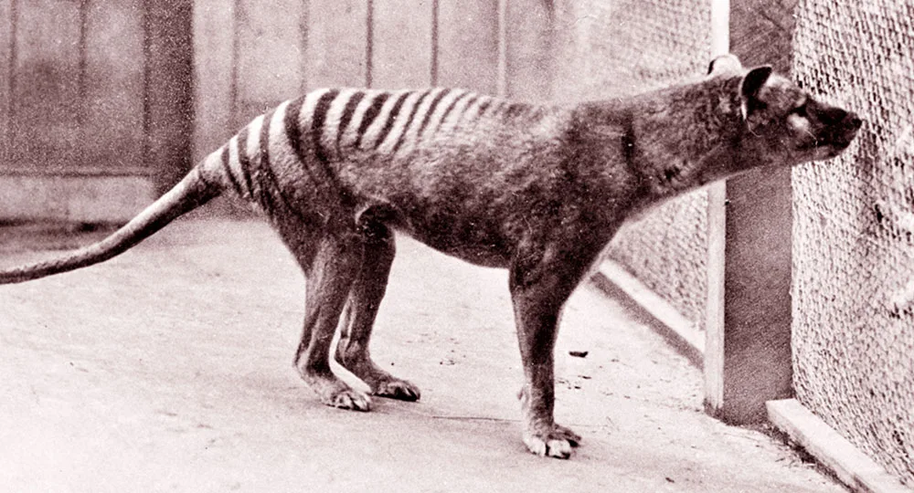 tasmaniantiger