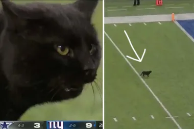 VIDEO: Black cat runs on the field during NFL game