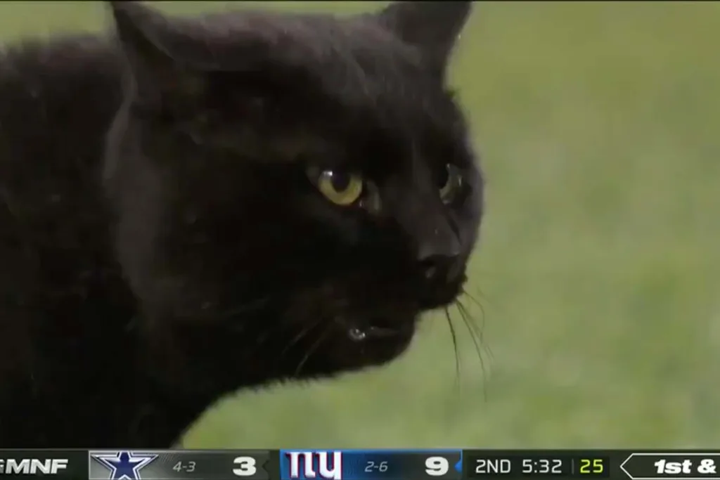 black cat runs onto field New York Giants Dallas Cowboys NFL game
